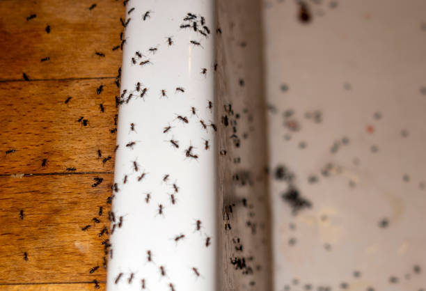 Best Pest Inspection Near Me  in Jarrettsville, MD