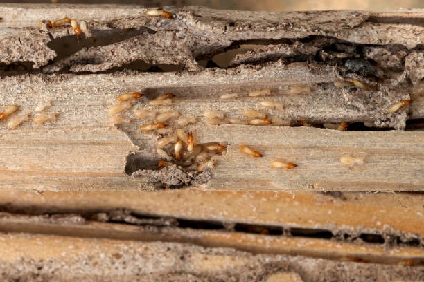 Best Wildlife Control Services  in Jarrettsville, MD